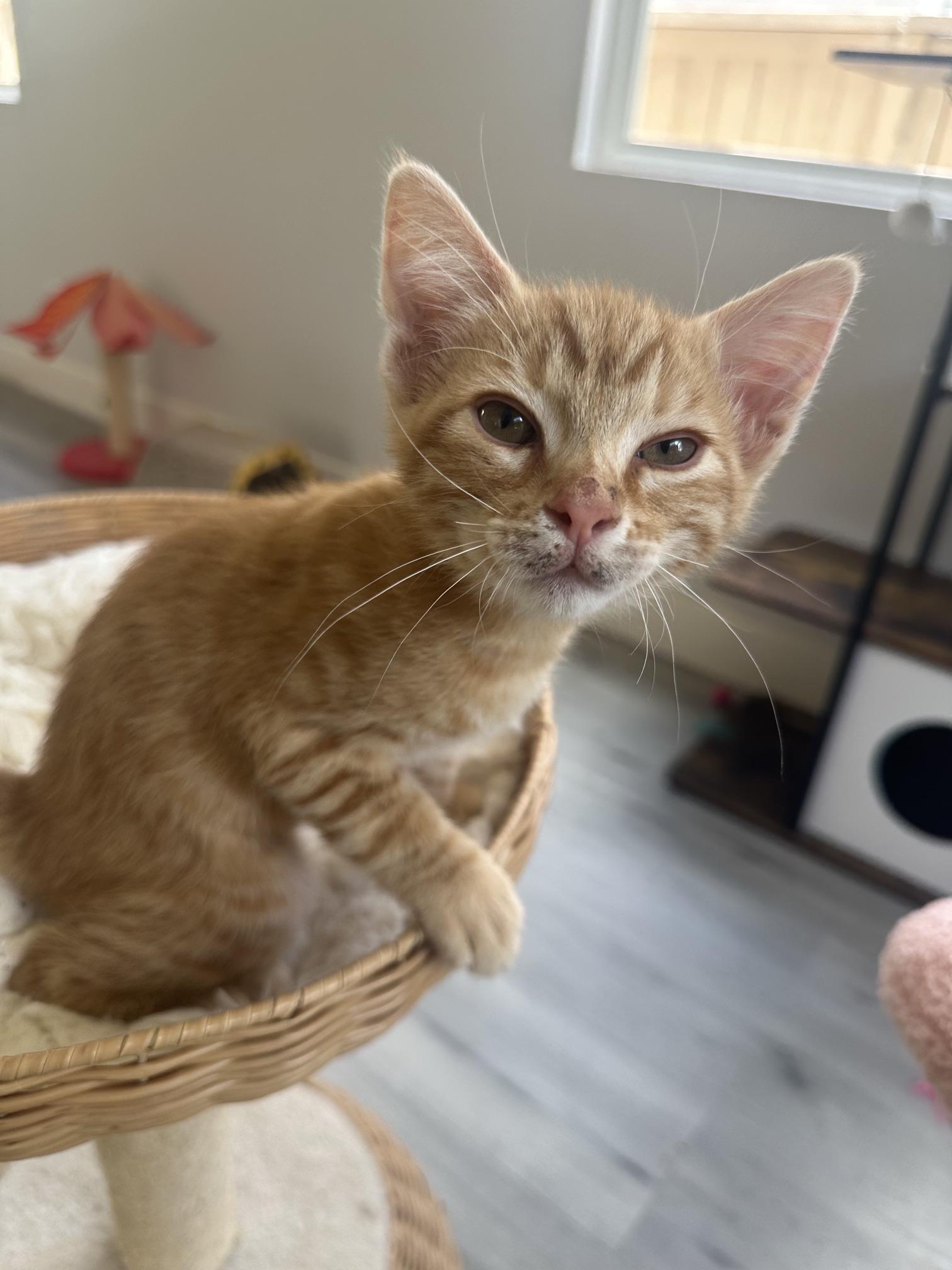 Enlarge Peanut, a Adoptable mixed breed in Carlsbad, CA image 4/6