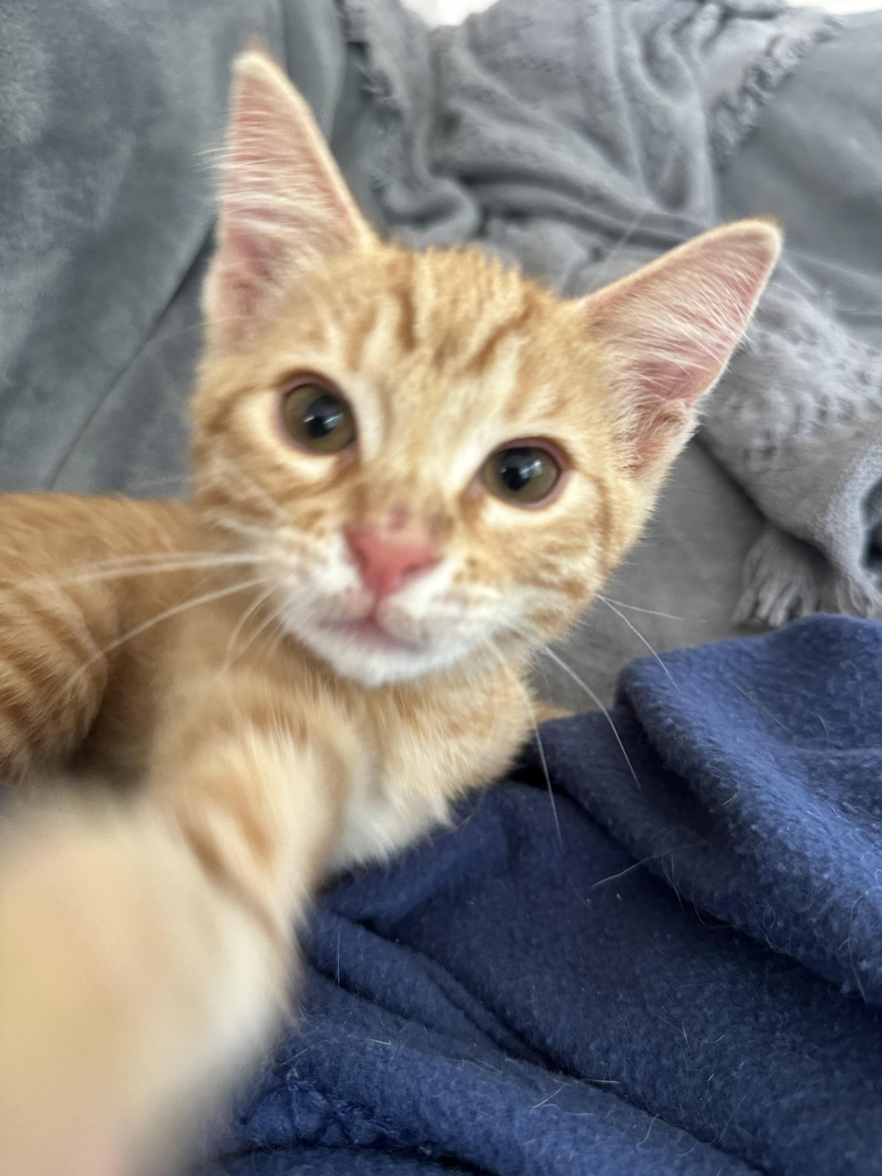 Enlarge Peanut, a Adoptable mixed breed in Carlsbad, CA image 5/6