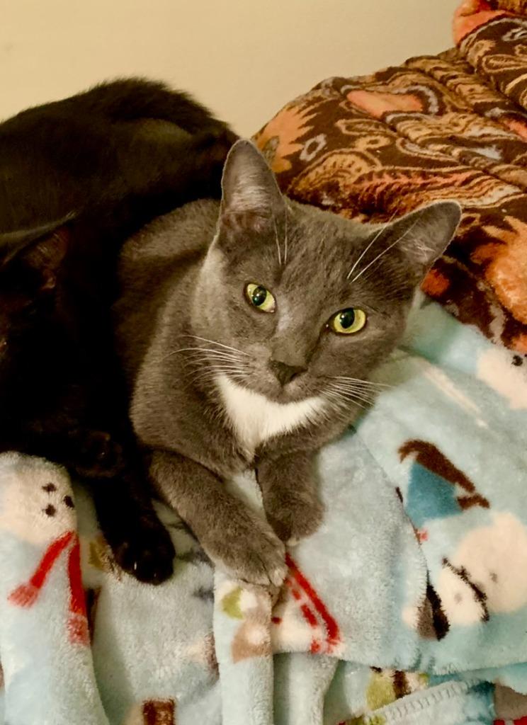 Mia- In foster, Adoptable, Adult Female Domestic Short Hair.