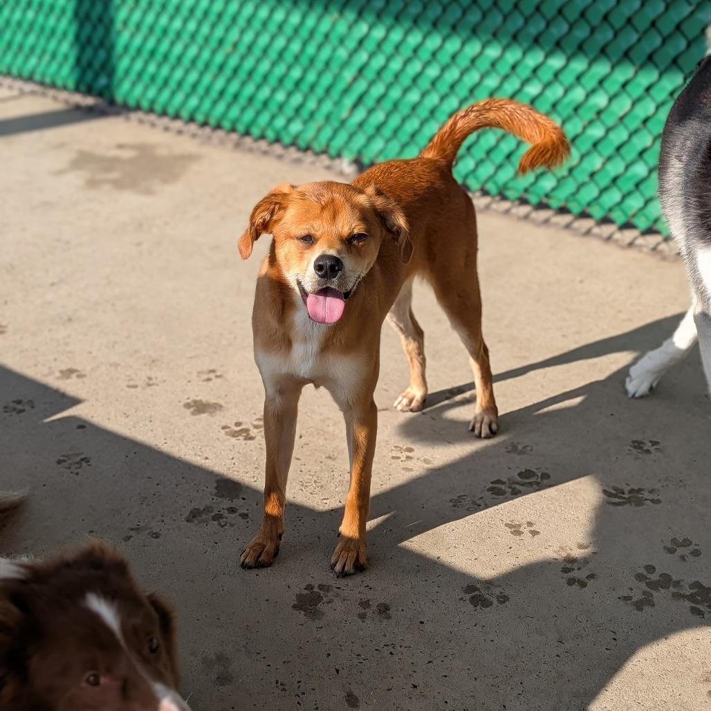 Enlarge Mosaic "Mo", a Adoptable Yellow Labrador Retriever in Zuni, VA image 1/5