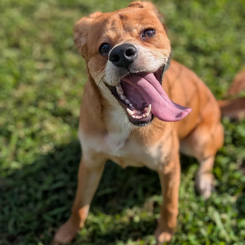Enlarge Mosaic "Mo", a Adoptable Yellow Labrador Retriever in Zuni, VA image 2/5