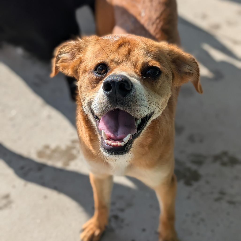 Enlarge Mosaic "Mo", a Adoptable Yellow Labrador Retriever in Zuni, VA image 3/5