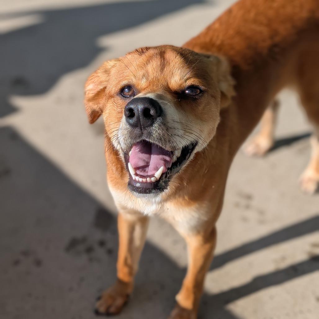 Enlarge Mosaic "Mo", a Adoptable Yellow Labrador Retriever in Zuni, VA image 4/5