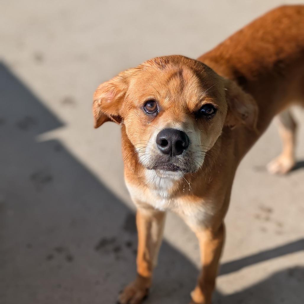 Enlarge Mosaic "Mo", a Adoptable Yellow Labrador Retriever in Zuni, VA image 5/5