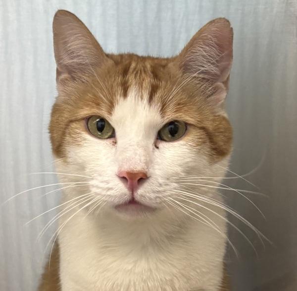 Pillsbury, Adoptable, Adult Male Domestic Short Hair.