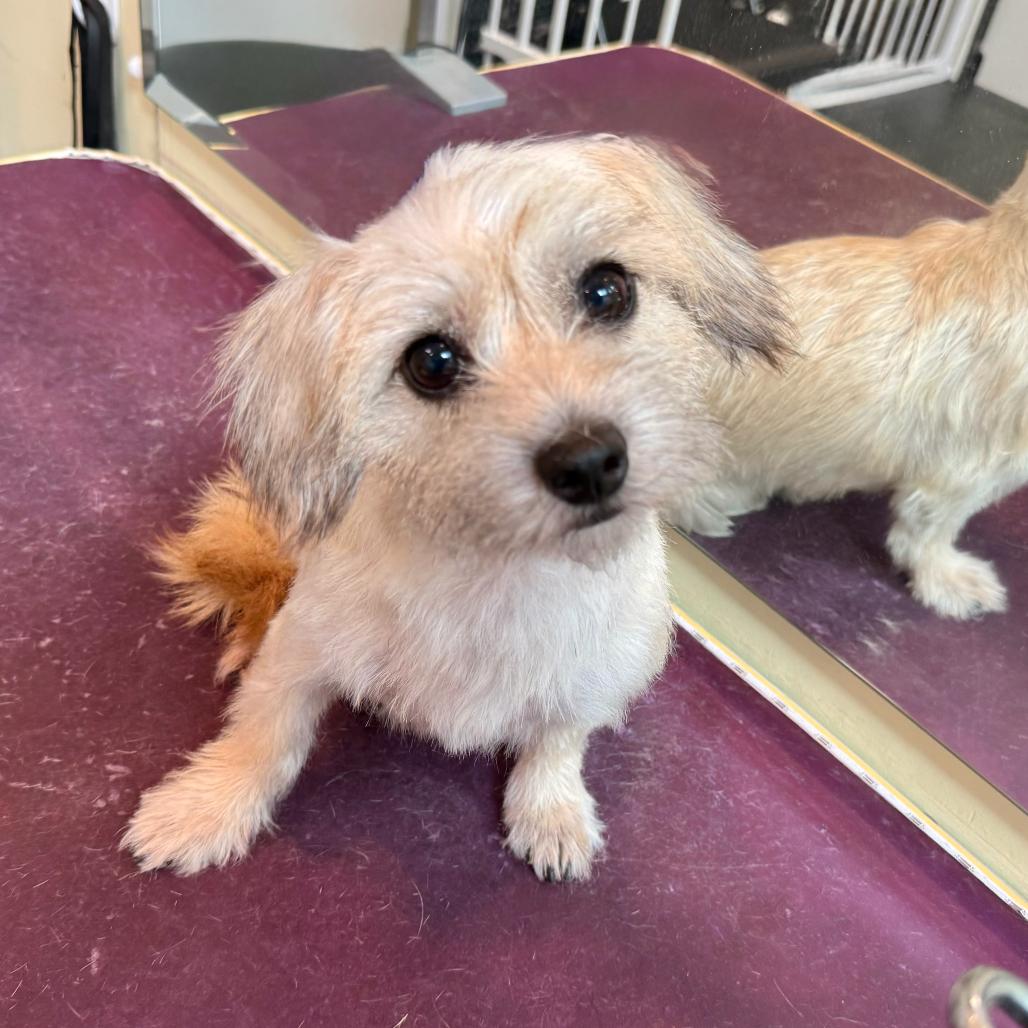 Durian, Adoptable, Young Male Terrier & Mixed Breed.
