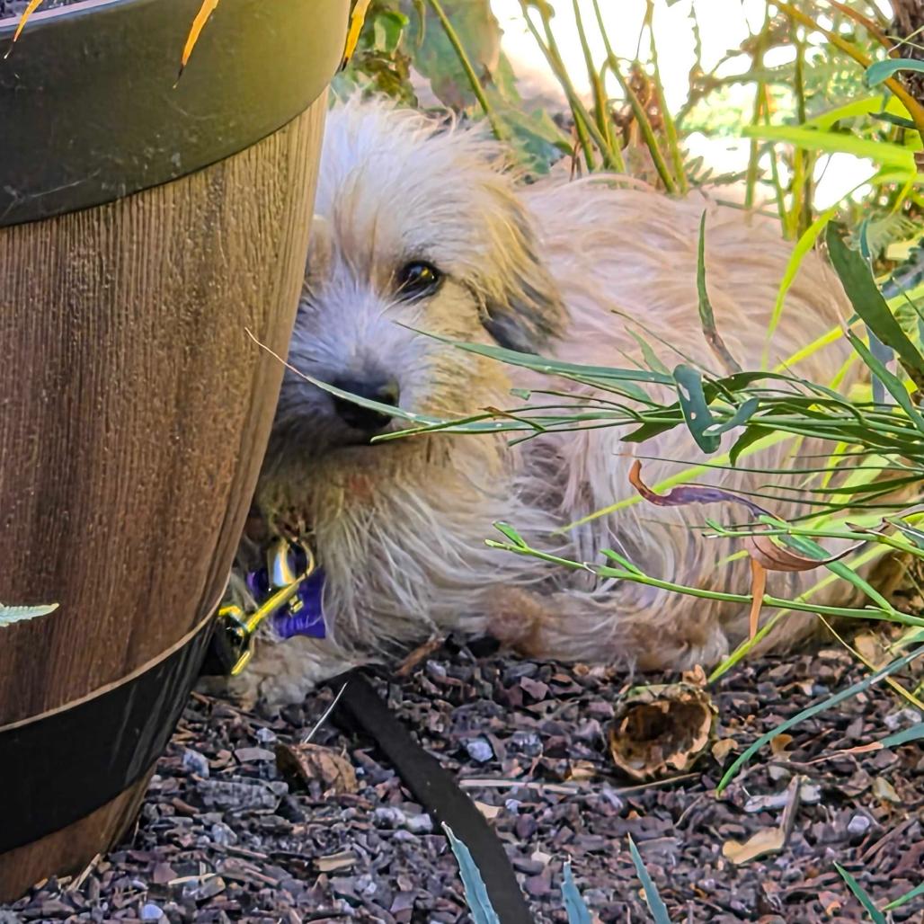 Enlarge Durian, a Adoptable mixed breed in San Francisco, CA image 2/6
