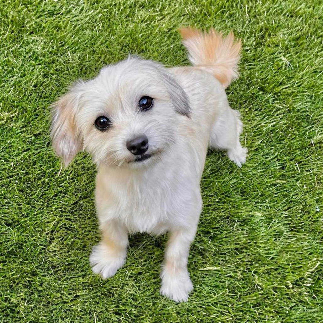 Enlarge Durian, a Adoptable mixed breed in San Francisco, CA image 5/6