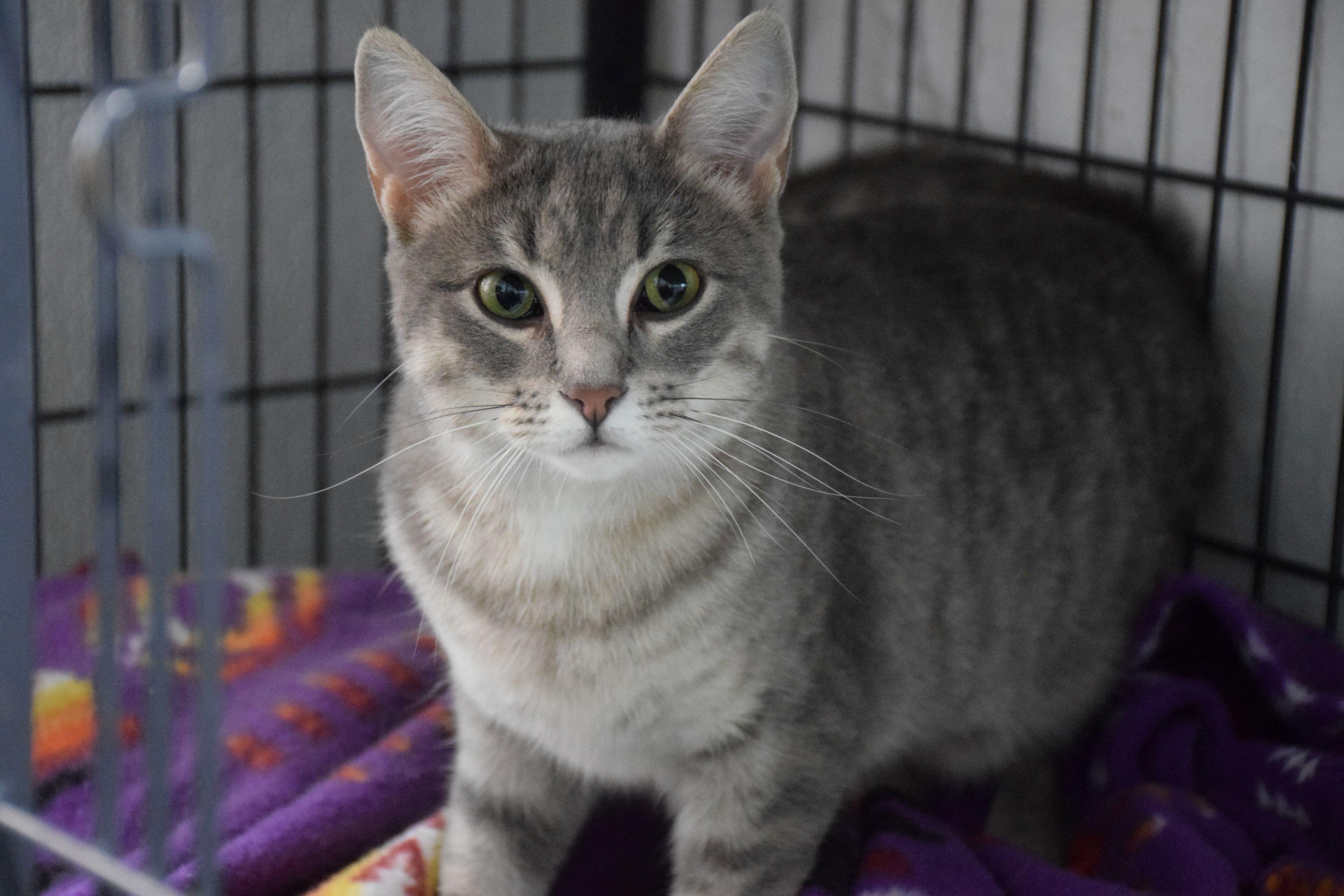 Enlarge Tilly, a ADOPTABLE Tabby in Claresholm, AB image 1/1