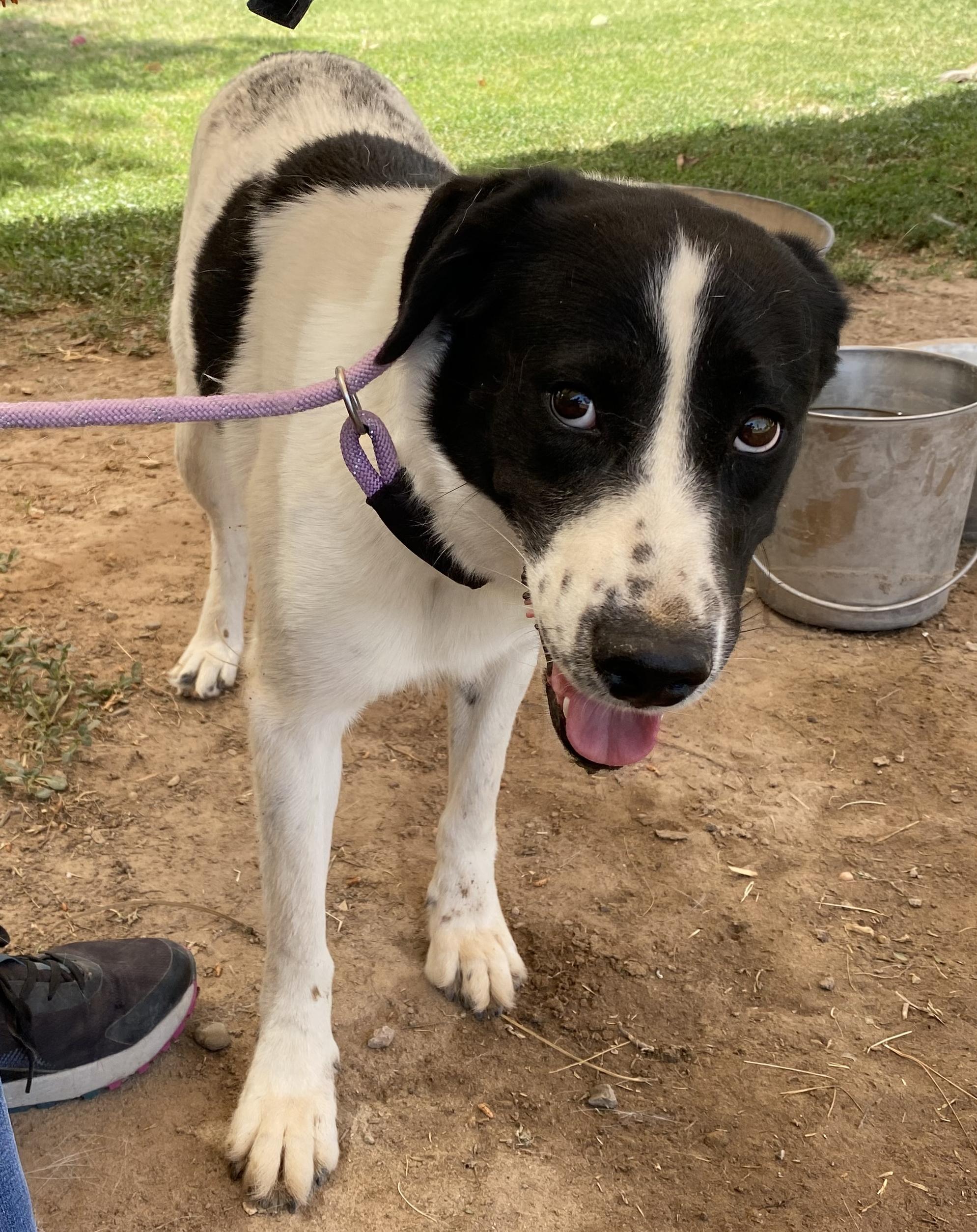 Dot, a Adoptable mixed breed in El Paso, TX image 1/6