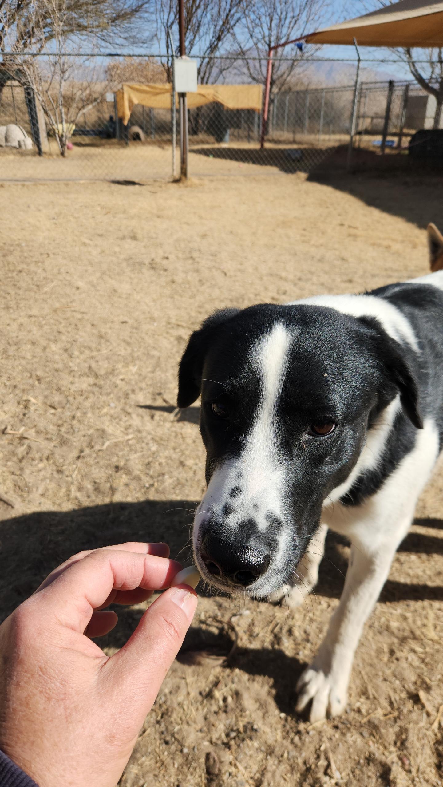 Dot, a Adoptable mixed breed in El Paso, TX image 6/6