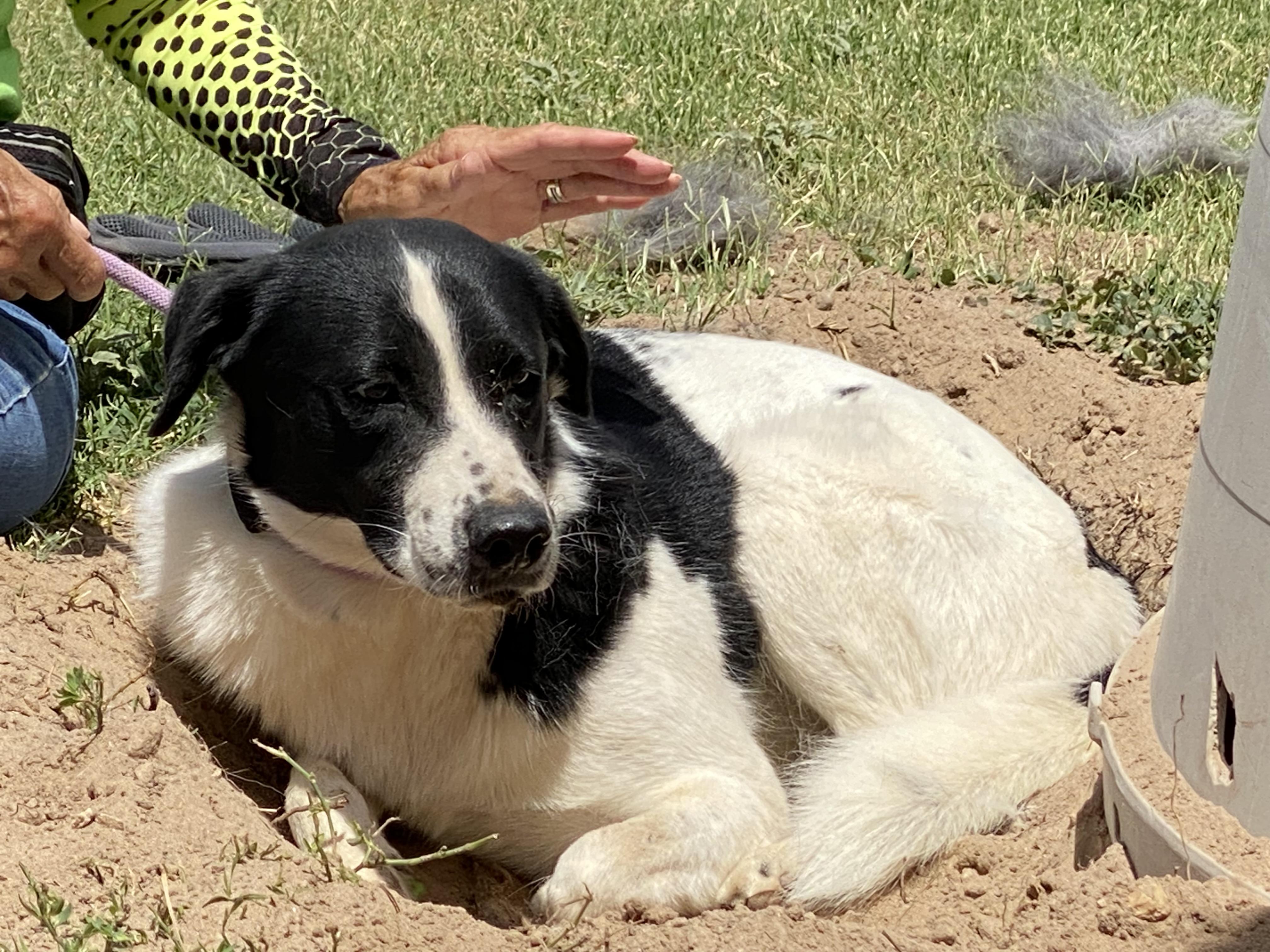 Dot, a Adoptable mixed breed in El Paso, TX image 3/6