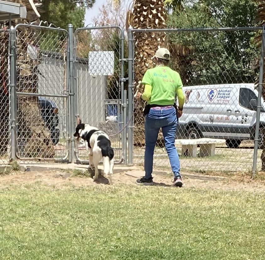 Dot, a Adoptable mixed breed in El Paso, TX image 4/6