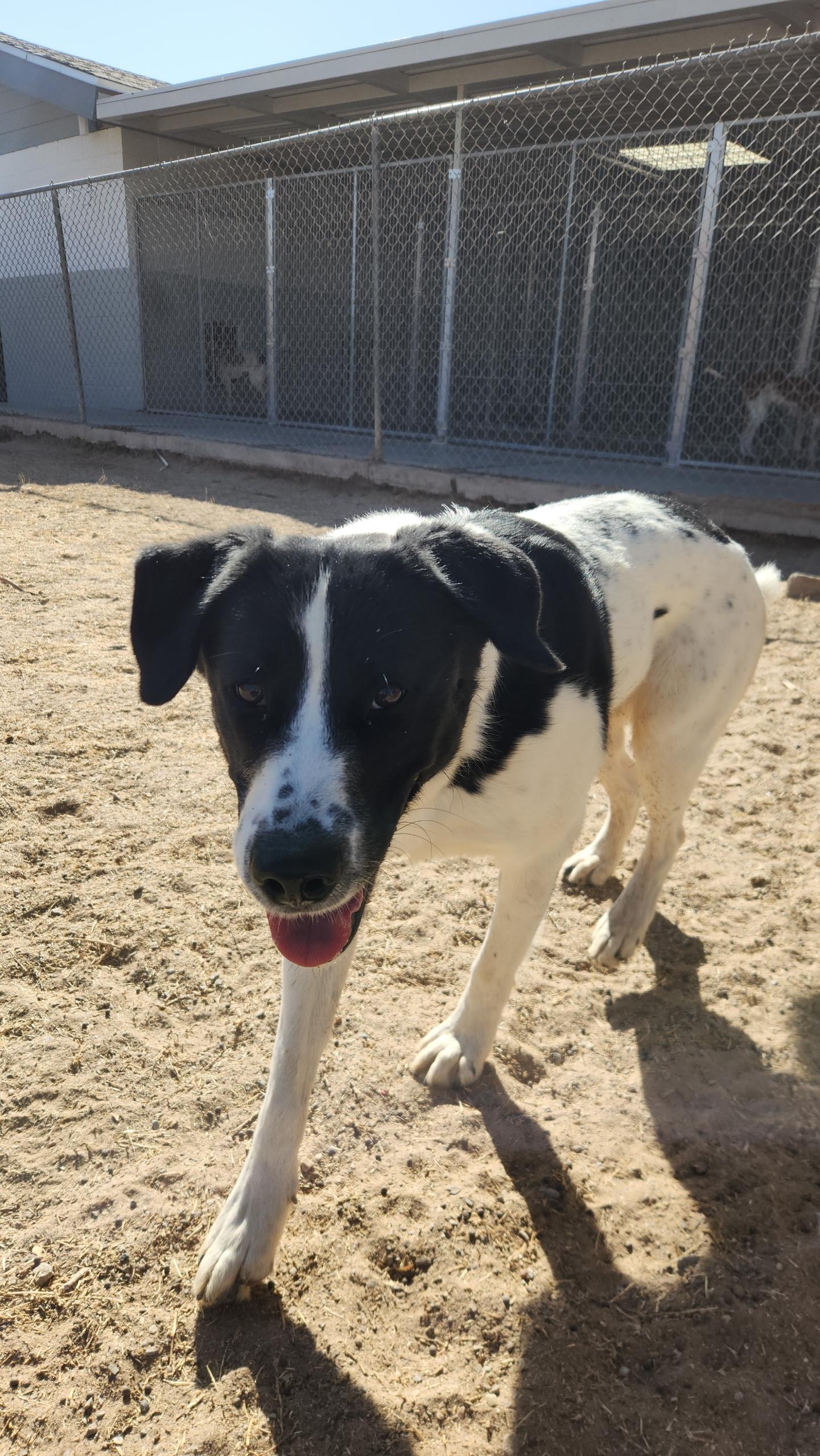 Dot, a Adoptable mixed breed in El Paso, TX image 5/6