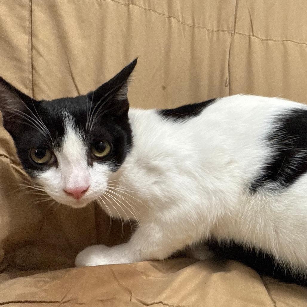 Enlarge Magenta, a Adoptable Domestic Short Hair in Brea, CA image 1/3