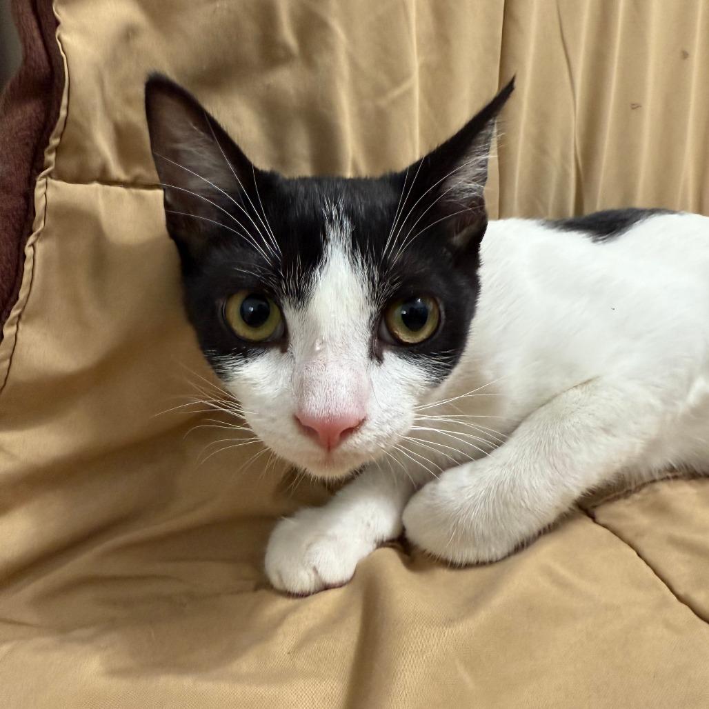 Enlarge Magenta, a Adoptable Domestic Short Hair in Brea, CA image 2/3
