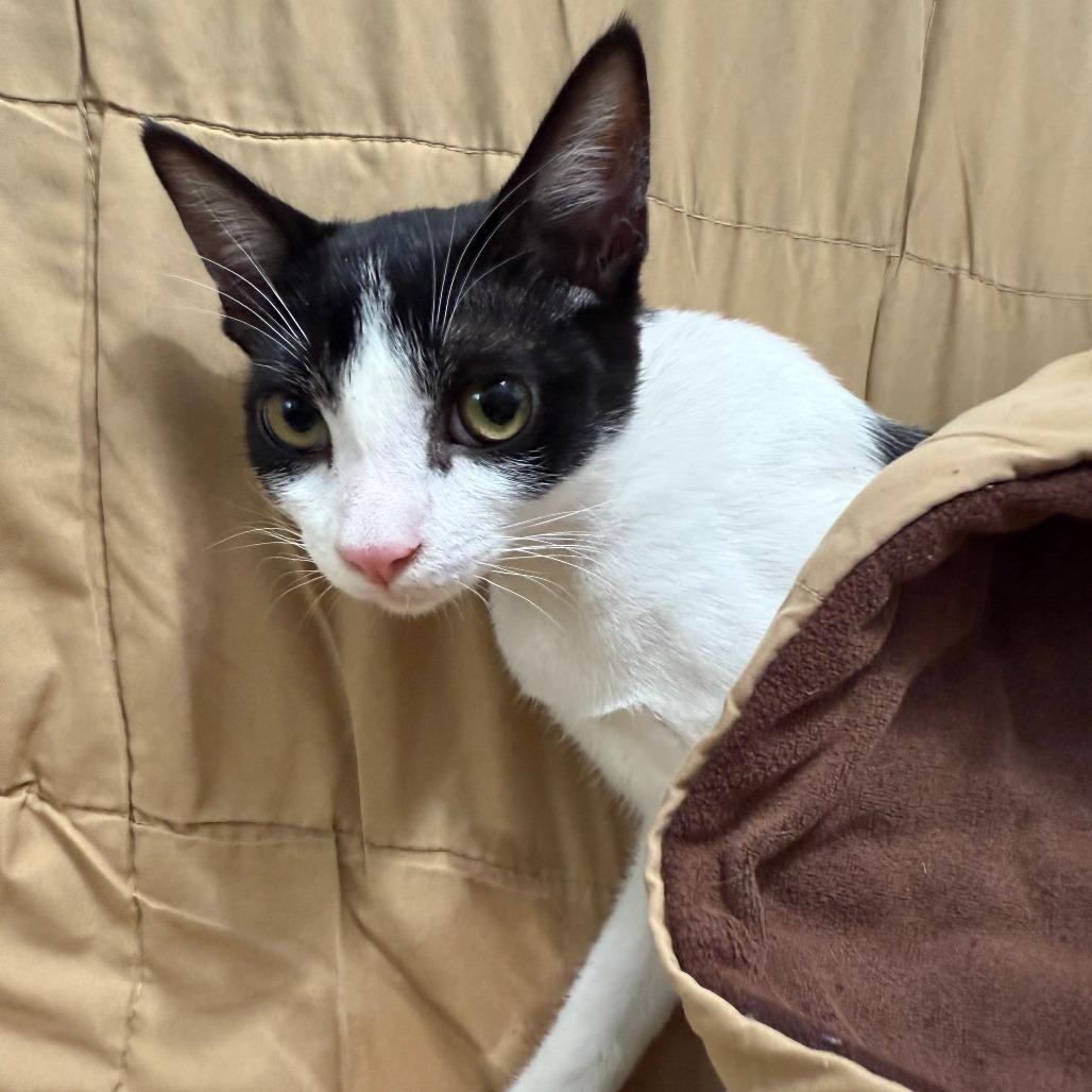 Enlarge Magenta, a Adoptable Domestic Short Hair in Brea, CA image 3/3