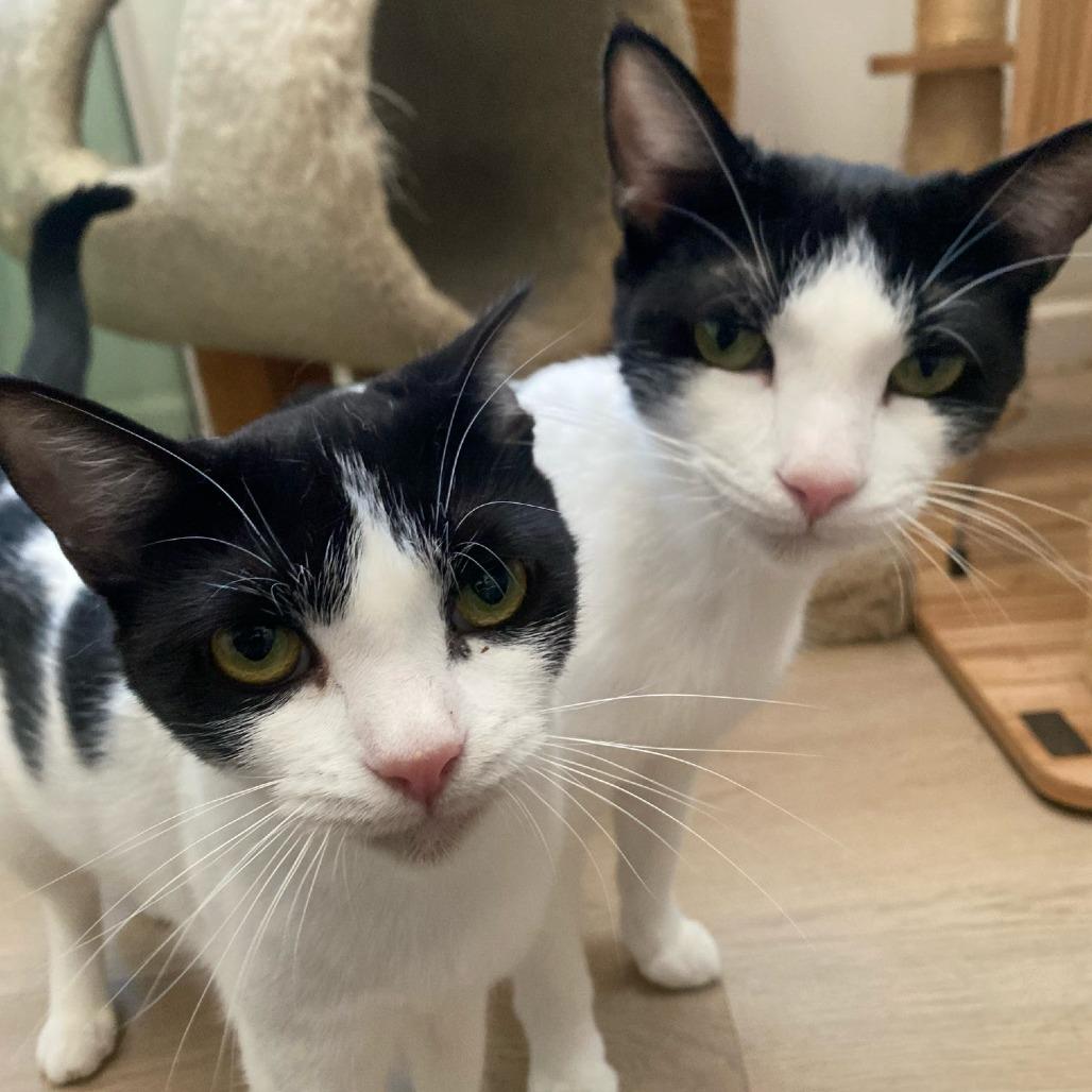 Enlarge Magenta, a Adoptable Domestic Short Hair in Brea, CA image 4/6