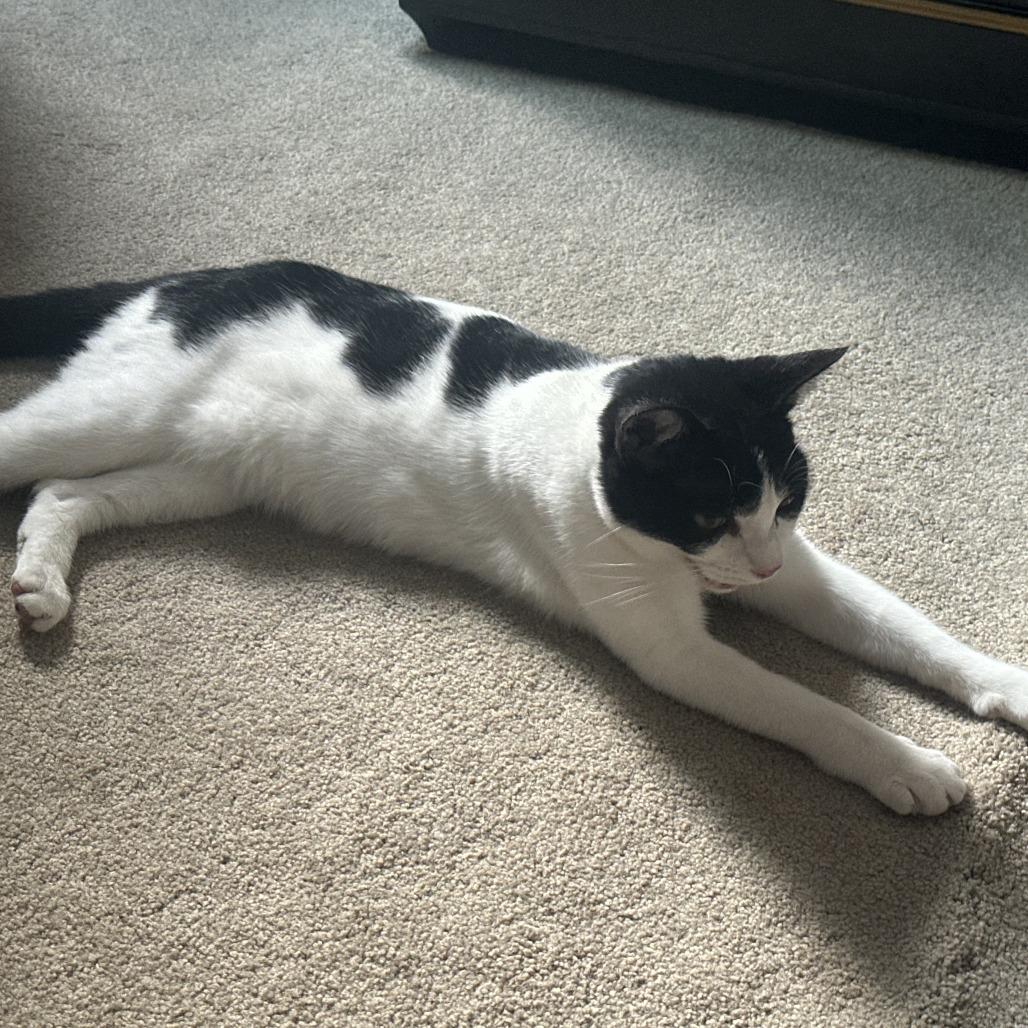 Enlarge Magenta, a Adoptable Domestic Short Hair in Brea, CA image 5/6