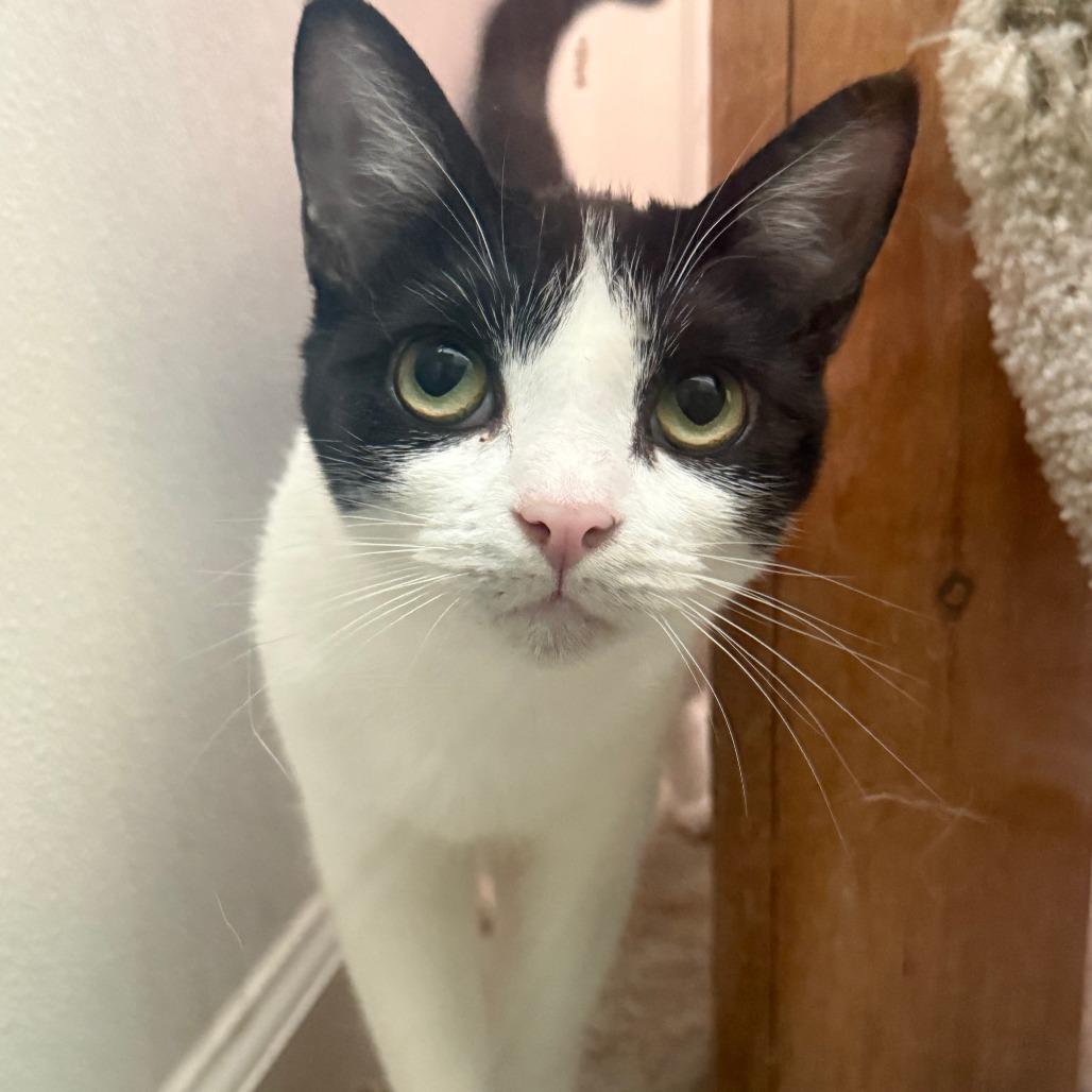 Magenta, a Adoptable Domestic Short Hair in Brea, CA image 4/4