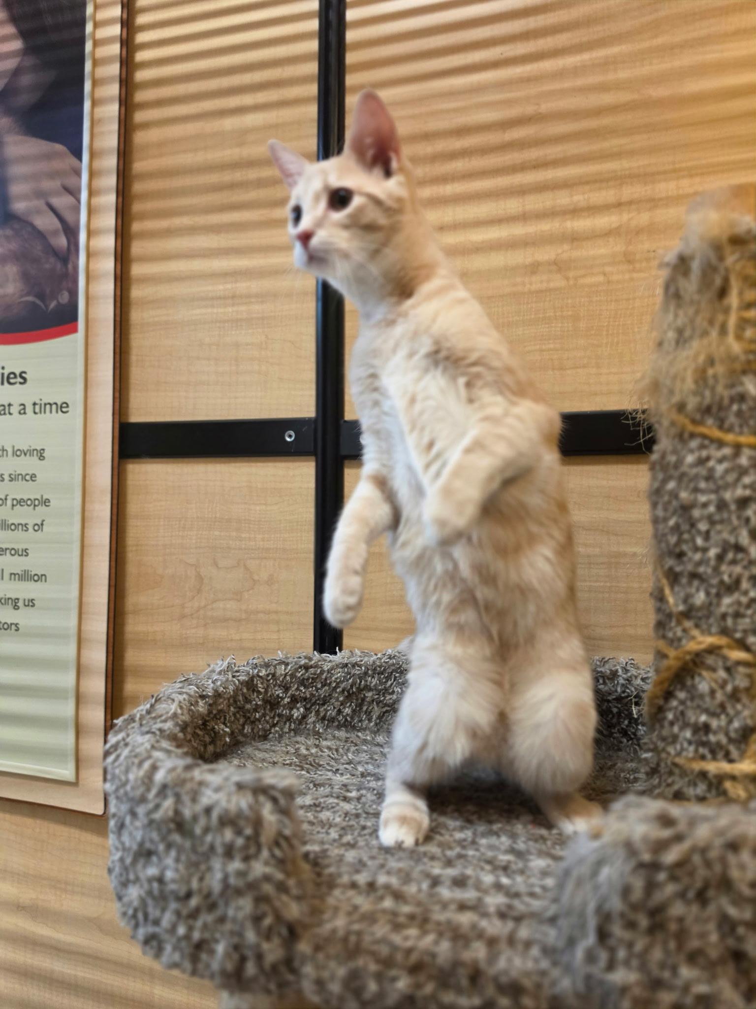 Enlarge Ralphie, a ADOPTABLE Domestic Short Hair in Wyomissing, PA image 3/3