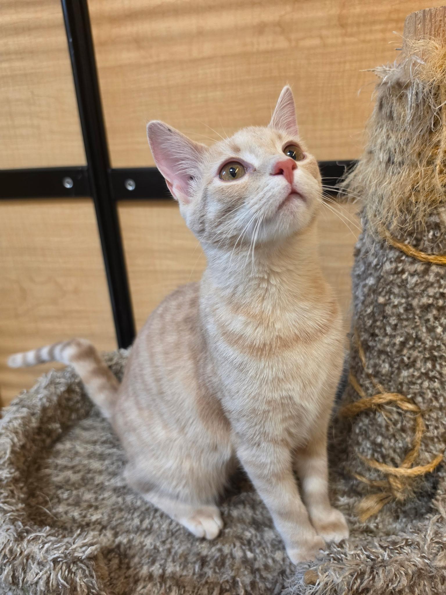 Enlarge Ralphie, a ADOPTABLE Domestic Short Hair in Wyomissing, PA image 2/3