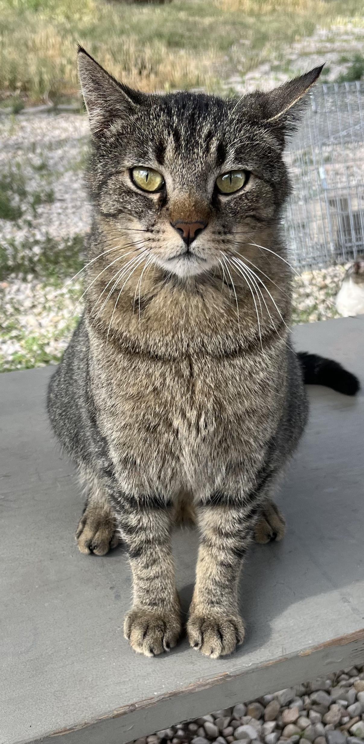 Sam, ADOPTABLE, Adult Male Domestic Short Hair.