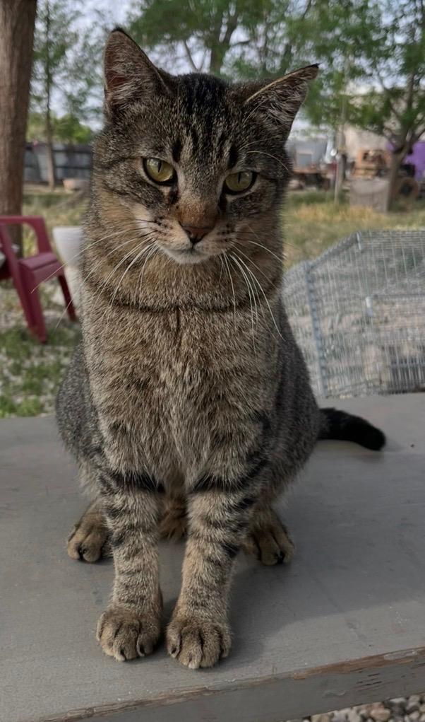 Enlarge Sam, a ADOPTABLE Domestic Short Hair in Roswell, NM image 2/2