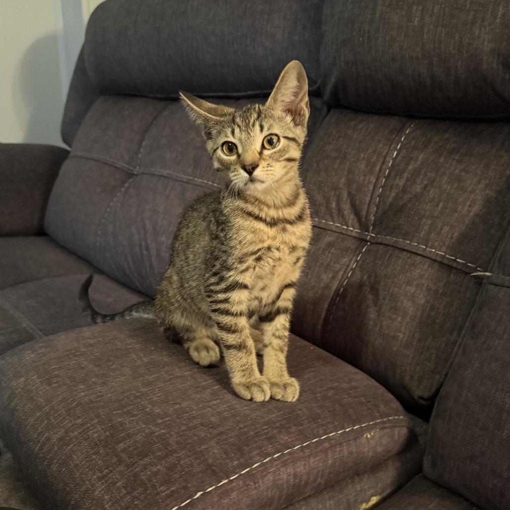 Pepperoni, ADOPTABLE, Kitten Male Domestic Short Hair.