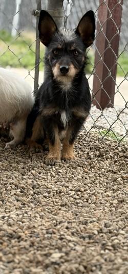 Enlarge Toto, an adopted mixed breed in Joshua, TX image 1/1