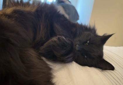 Lala — thumbnail 3