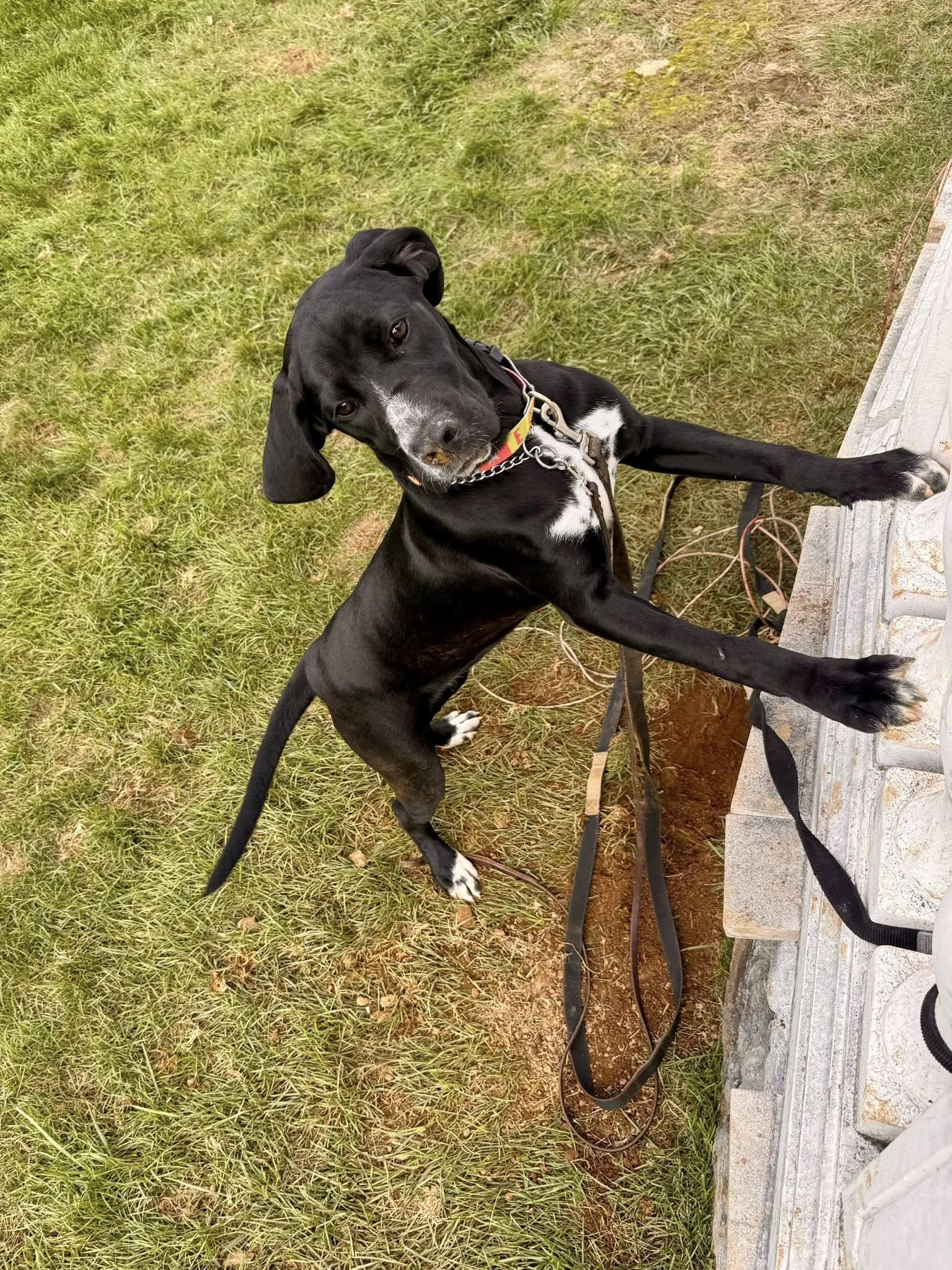 Enlarge Raven, a Adoptable mixed breed in Glenmoore, PA image 1/5