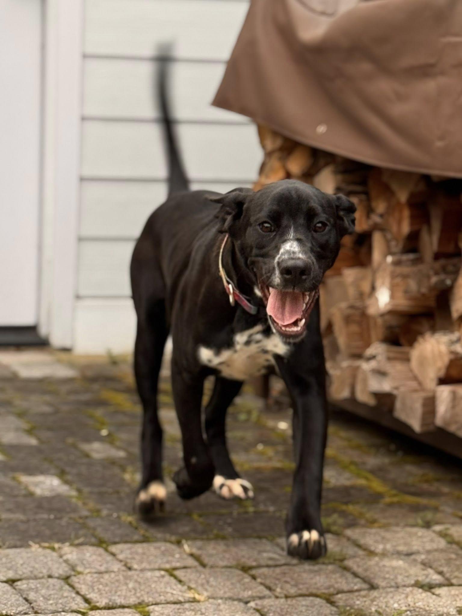 Enlarge Raven, a Adoptable mixed breed in Glenmoore, PA image 2/5