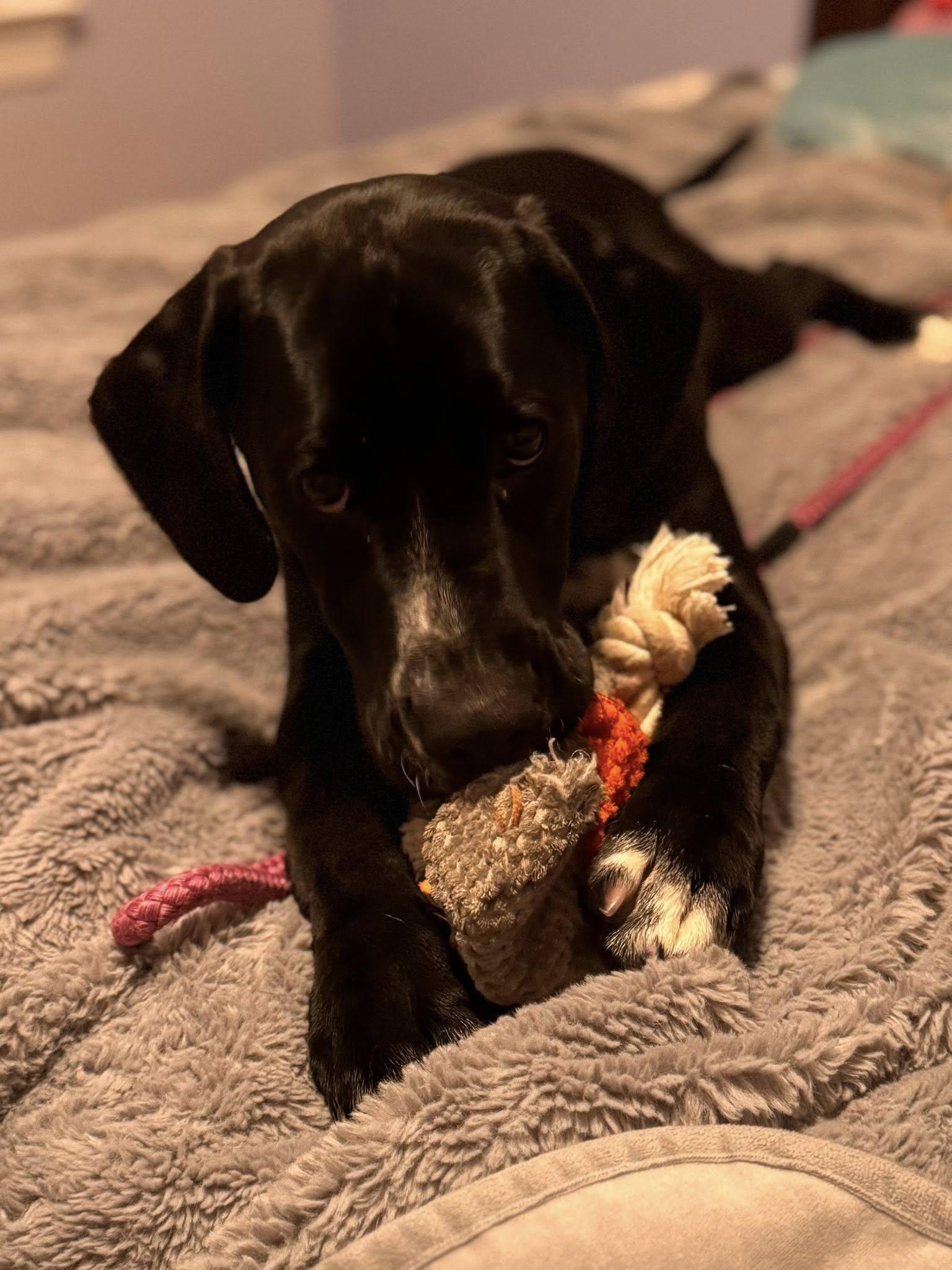 Enlarge Raven, a Adoptable mixed breed in Glenmoore, PA image 3/5