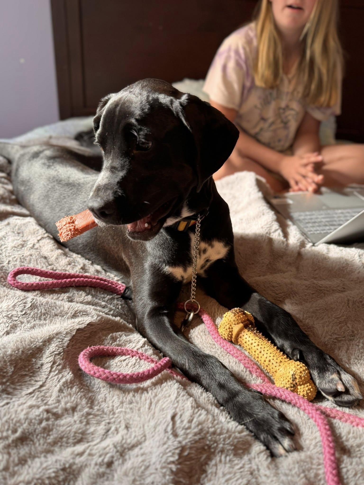 Enlarge Raven, a Adoptable mixed breed in Glenmoore, PA image 4/5