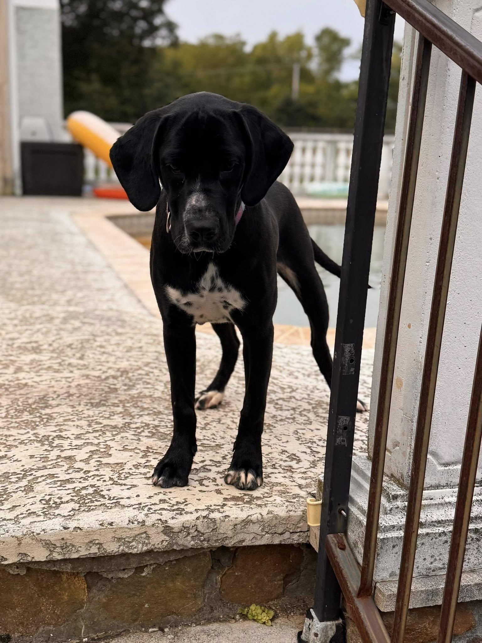 Enlarge Raven, a Adoptable mixed breed in Glenmoore, PA image 5/5