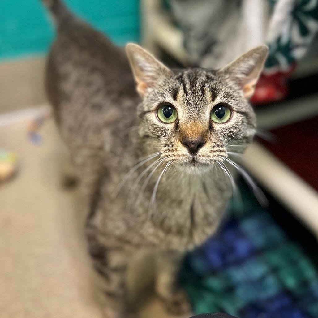Marty, a Adoptable mixed breed in Fredericksburg, VA image 1/2