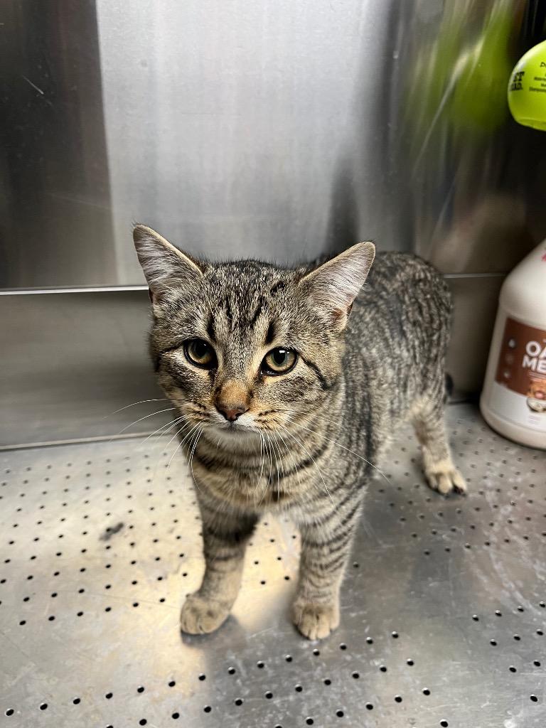 Enlarge Luigi, a Adoptable Domestic Short Hair in Troy, OH image 1/1