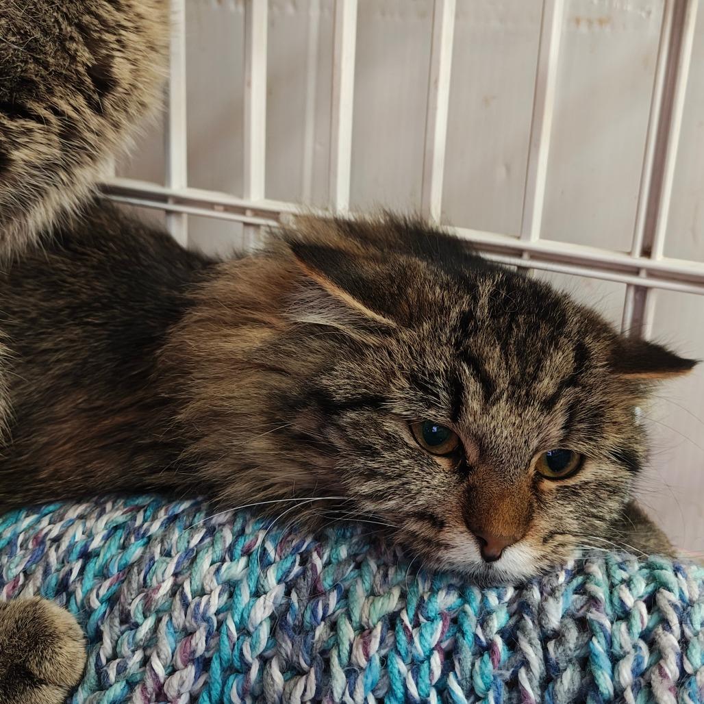 Enlarge Firefly, a Adoptable Domestic Long Hair in Madison, WI image 1/2