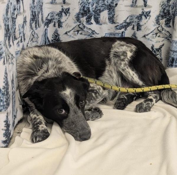 Enlarge *Hope*, a Adoptable mixed breed in Salt Lake City, UT image 1/1