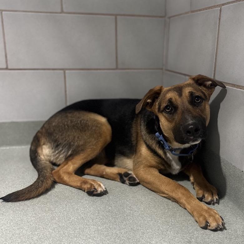 Dove, Adoptable, Adult Female Shepherd.