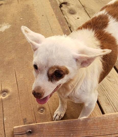 Spud — thumbnail 3