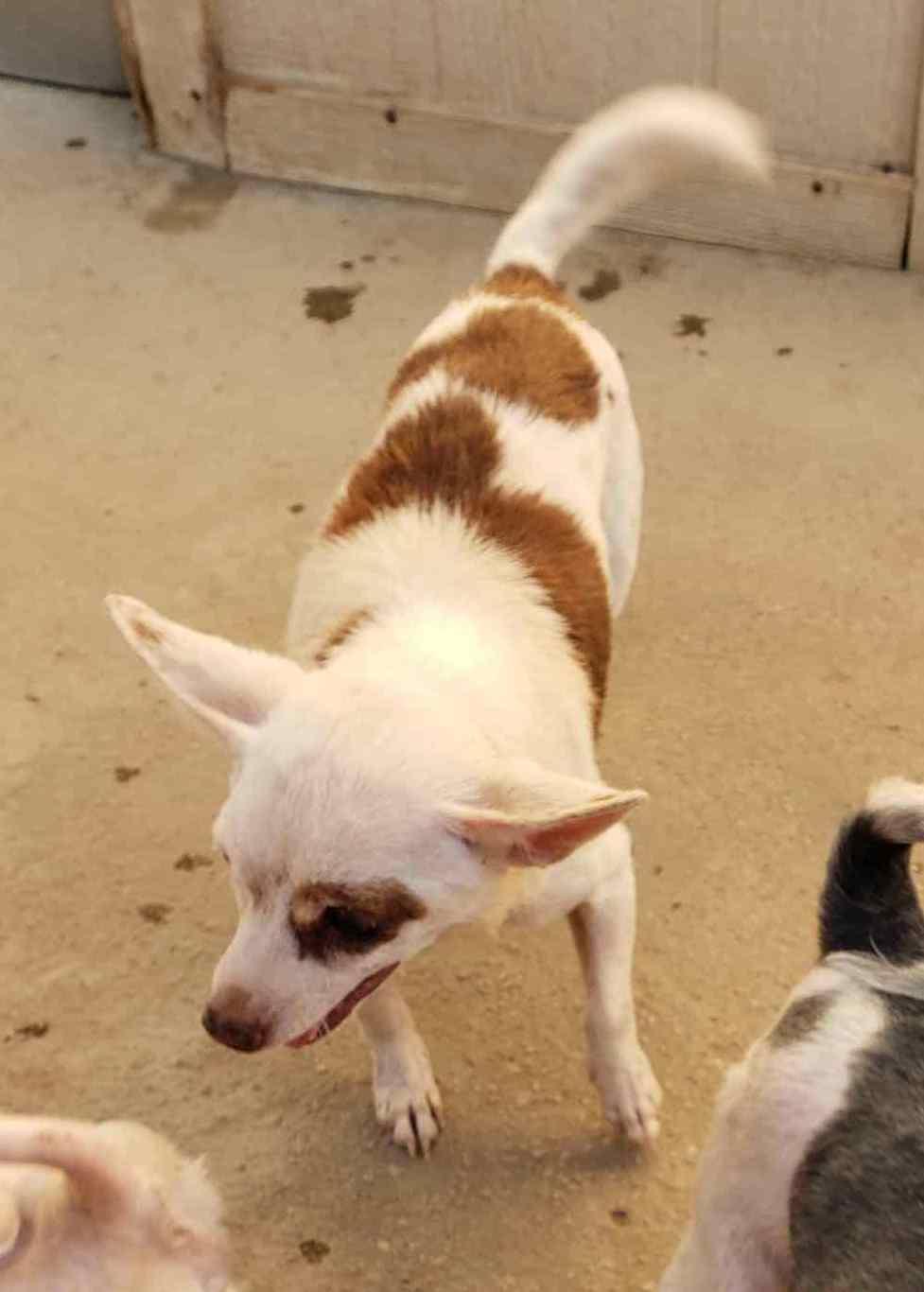 Spud — thumbnail 5