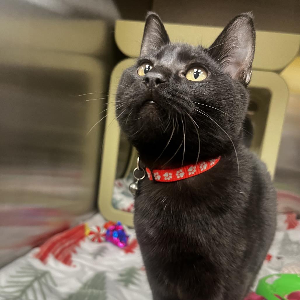 Enlarge Oakley, a Adoptable Domestic Short Hair in Pittsburgh, PA image 1/3