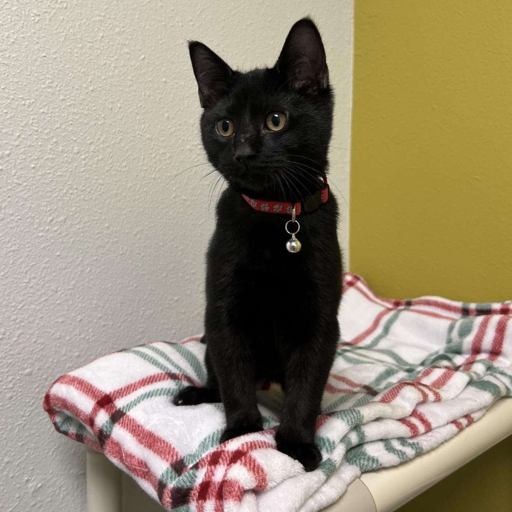 Enlarge Oakley, a Adoptable Domestic Short Hair in Pittsburgh, PA image 2/3