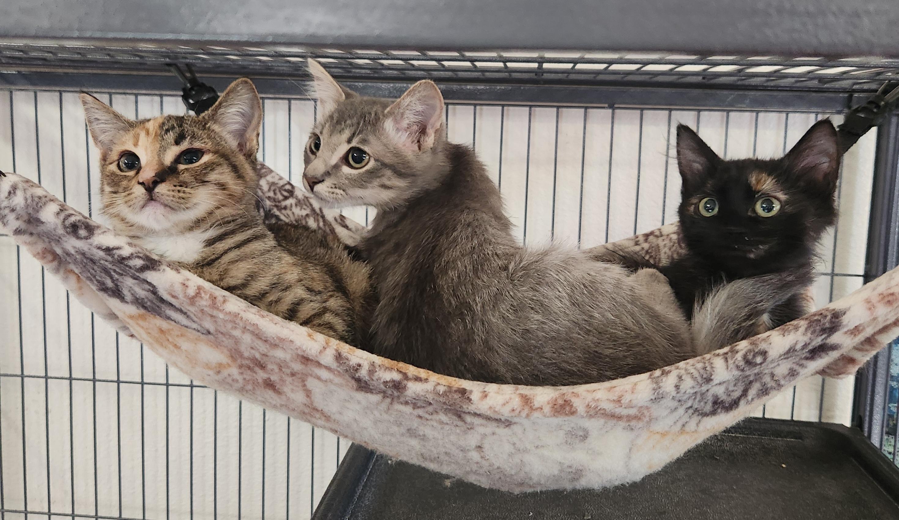 Ruger, Adoptable, Young Male Domestic Short Hair.