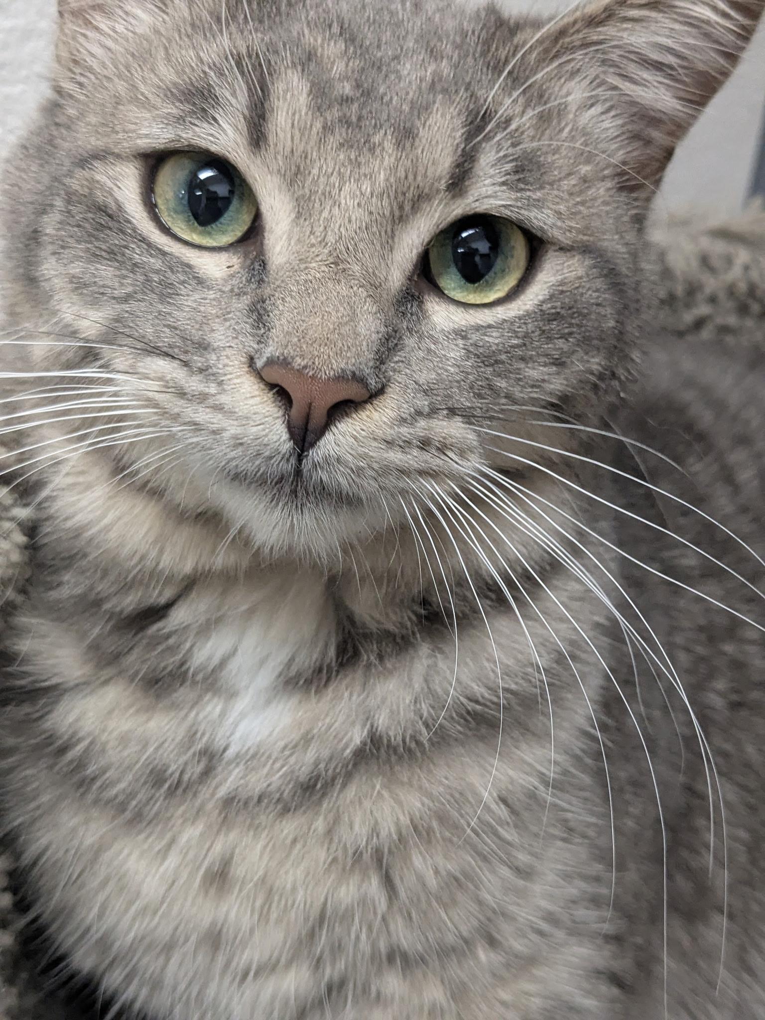 Enlarge Ruger, a Adoptable Domestic Short Hair in Yarnell, AZ image 1/2