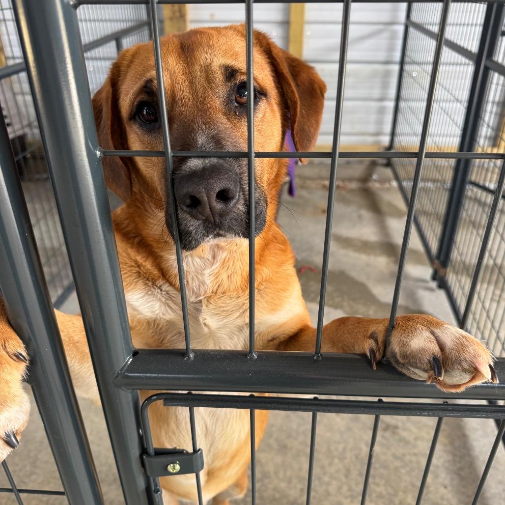 Enlarge Terry, a Adoptable Hound in Parrish, AL image 2/2