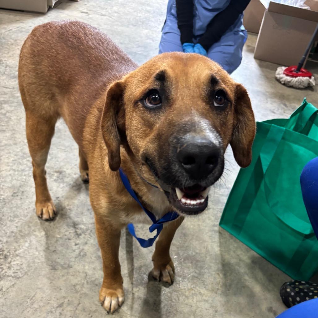 Enlarge Terry, a Adoptable Hound in Parrish, AL image 3/4