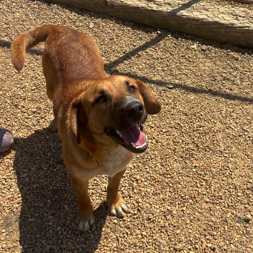 Terry, a Adoptable Hound in Parrish, AL image 3/3